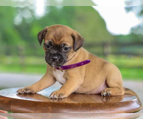 Medium Photo #3 Jug Puppy For Sale in LIBERTY, KY, USA