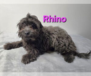 ShiChi Dogs for adoption in Modesto, CA, USA