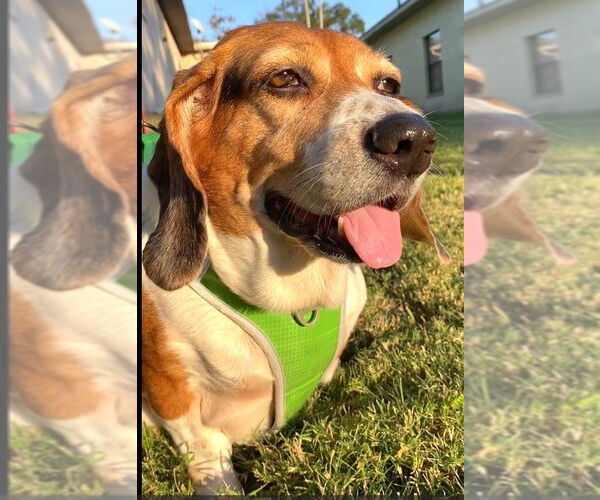 Medium Photo #4 Beagle Puppy For Sale in Dunnellon, FL, USA