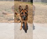 Small Photo #1 German Shepherd Dog Puppy For Sale in Temecula, CA, USA