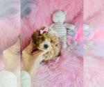 Small #2 Poodle (Toy)