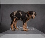 Small Photo #13 Australian Shepherd Puppy For Sale in PLEASANTON, KS, USA