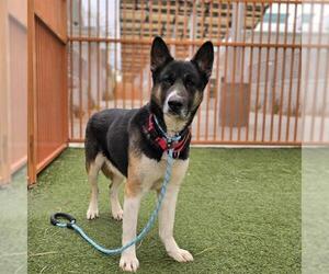 Siberian Husky-Unknown Mix Dogs for adoption in Las Vegas, NV, USA