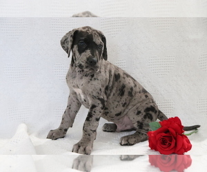 Great Dane Puppy for sale in SHILOH, OH, USA