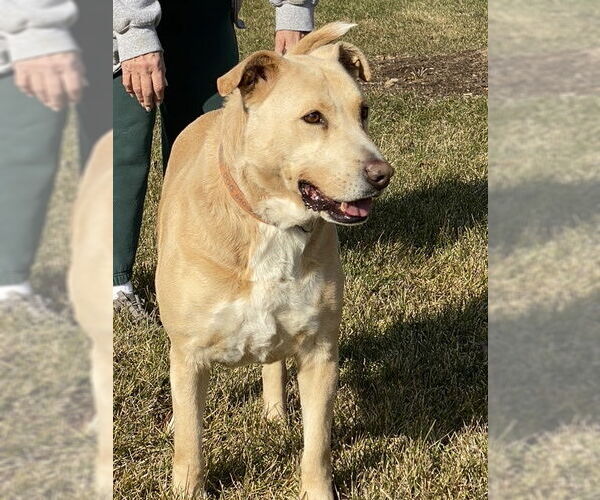 Medium Photo #1 American Pit Bull Terrier-Labrador Retriever Mix Puppy For Sale in Westminster, MD, USA