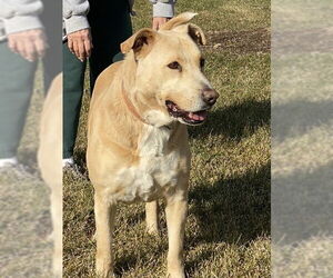 American Pit Bull Terrier-Labrador Retriever Mix Dogs for adoption in Westminster, MD, USA