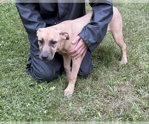 Medium Photo #1 Boxita Puppy For Sale in HAZLE TOWNSHIP, PA, USA