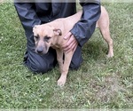 Puppy Sammy Boxita