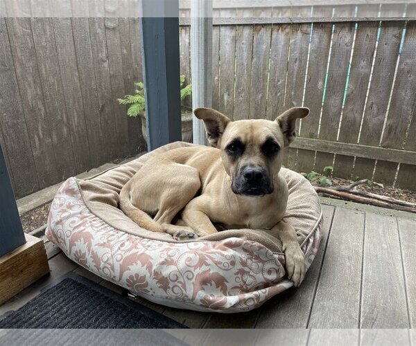 Medium Photo #7 Boxer-Unknown Mix Puppy For Sale in St. Louis Park, MN, USA