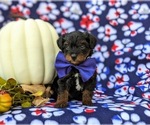 Small Photo #5 YorkiePoo Puppy For Sale in KIRKWOOD, PA, USA