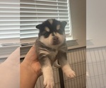 Puppy Puppy 3 Alaskan Klee Kai
