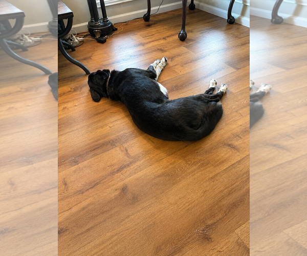 Medium Photo #4 Border Collie-Unknown Mix Puppy For Sale in Dallas, TX, USA