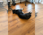 Small #3 Border Collie Mix