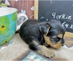 Small #7 Yorkshire Terrier