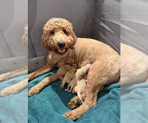 Mother of the Goldendoodle puppies born on 01/29/2026