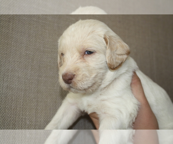 Medium Photo #8 Labradoodle Puppy For Sale in STATESVILLE, NC, USA