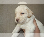 Small Photo #8 Labradoodle Puppy For Sale in STATESVILLE, NC, USA
