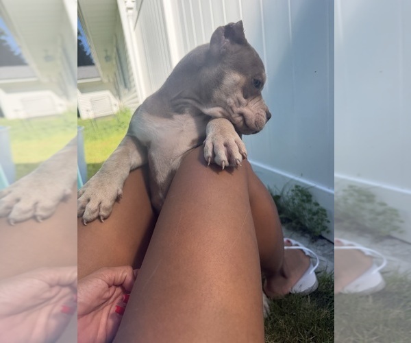 Medium Photo #14 American Bully Puppy For Sale in BROCKTON, MA, USA