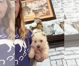 West Highland White Terrier Puppy for sale in S BRUNSWICK, NC, USA