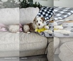 Small #6 Aussiedoodle