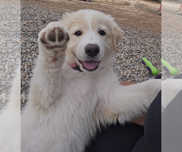 Medium Photo #1 Aussie Pyrenees Puppy For Sale in Peralta, NM, USA
