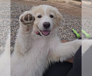 Aussie Pyrenees Dogs for adoption in Peralta, NM, USA