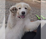 **FRAPPE - Female Aussie Pyrenees Dog for Adoption - Small photo