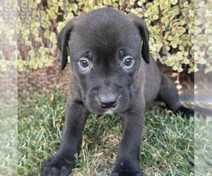 Justice Pup - Judge - Female Labrador Retriever-Unknown Mix Dog for Adoption - Photo #2