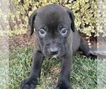 Small Photo #2 Labrador Retriever-Unknown Mix Puppy For Sale in San Diego, CA, USA