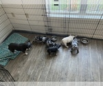 Small Photo #9 French Bulldog Puppy For Sale in PADUCAH, KY, USA