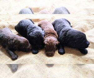 Labradoodle Puppy for sale in YACOLT, WA, USA