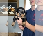 Small Photo #12 Rottweiler Puppy For Sale in SYLVANIA, AL, USA