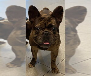 French Bulldog Dogs for adoption in Rancho Cucamonga, CA, USA