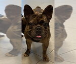 Small French Bulldog
