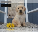 Puppy Purple Collar Golden Retriever