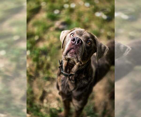Medium Photo #1 Mutt Puppy For Sale in Shelburne, VT, USA