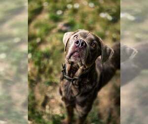 Mutt Dogs for adoption in Shelburne, VT, USA
