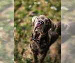 Small Mutt