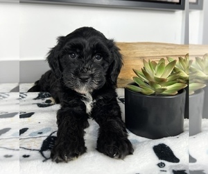 Cavapoo Puppy for sale in FRANKLIN, IN, USA