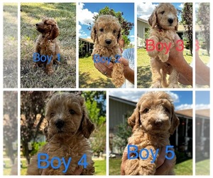 Poodle (Standard) Puppy for sale in GROVE, OK, USA