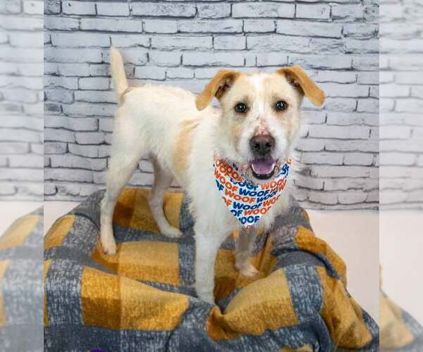 Medium Photo #2 Mutt Puppy For Sale in Kennesaw, GA, USA