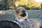 Small Photo #1 Anatolian Shepherd Puppy For Sale in SEARCY, AR, USA