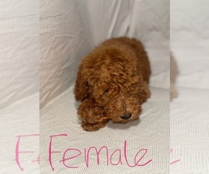 Goldendoodle Puppy for sale in LOS ANGELES, CA, USA