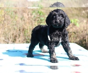 Goldendoodle Puppy for sale in RIPLEY, TN, USA