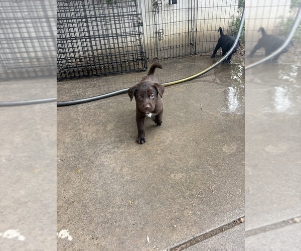 Medium Photo #3 Borador Puppy For Sale in COLORADO SPRINGS, CO, USA
