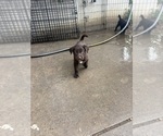 Small #2 Borador