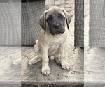 Puppy Fawn Mastiff