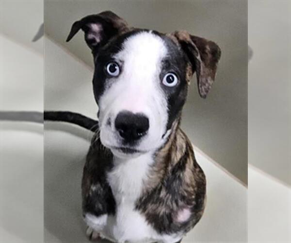 Medium Photo #1 Mutt Puppy For Sale in Bakersfield, CA, USA