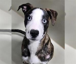 Mutt Dogs for adoption in Bakersfield, CA, USA