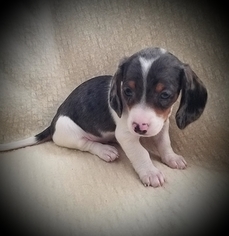 Dachshund Puppy for sale in LEES SUMMIT, MO, USA